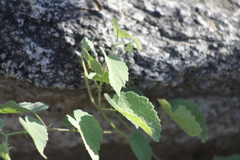 Vitis peninsularis
