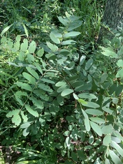 Amorpha ouachitensis