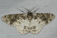 Iulotrichia decursaria