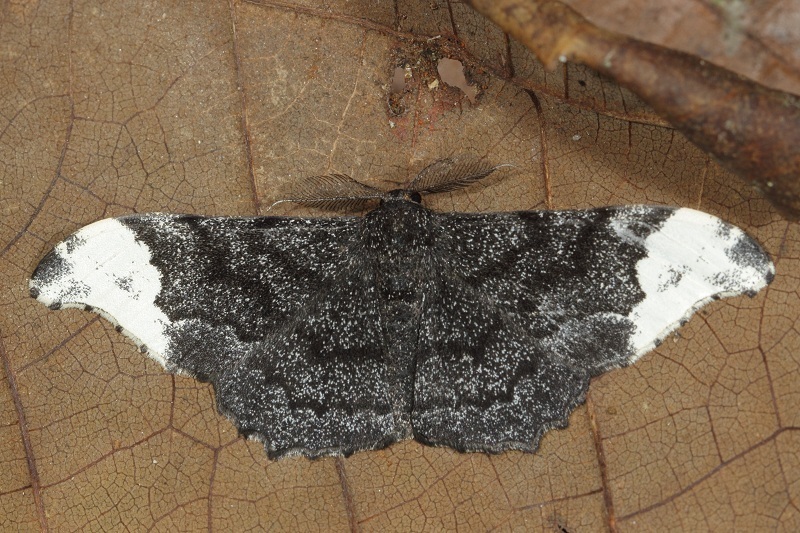 Hyposidra apioleuca