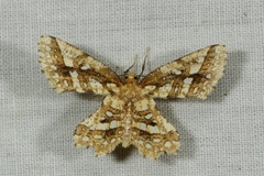 Fritillerinnys clathraria