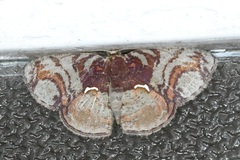 Astygisa circularia