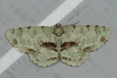 Ophthalmitis rufilauta