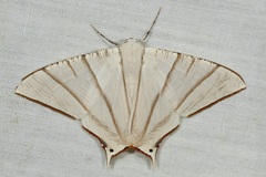 Ourapteryx picticaudata