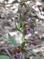 Epipactis helleborine image