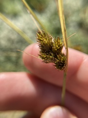 Carex unilateralis