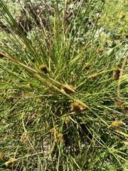 Carex unilateralis