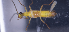 Malthinus flaveolus