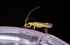 Malthinus flaveolus