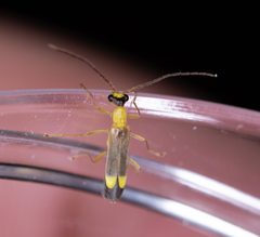 Malthinus flaveolus