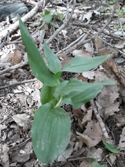 Epipactis helleborine image