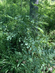 Amorpha ouachitensis