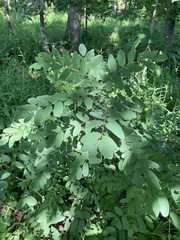Amorpha ouachitensis