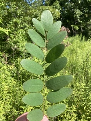 Amorpha ouachitensis