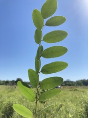 Amorpha ouachitensis