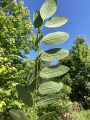 Amorpha ouachitensis