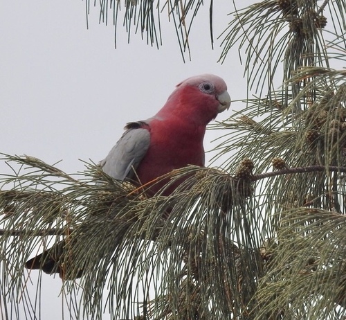 Eolophus roseicapilla