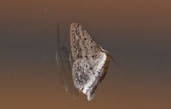 Idaea seriata