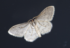 Idaea seriata