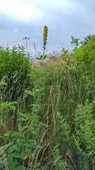 Sophoreae