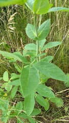 Sophoreae