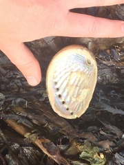 Haliotis australis