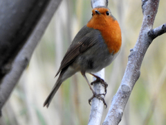 Erithacus rubecula