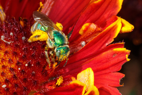 Fine striped sweat bee photo 3