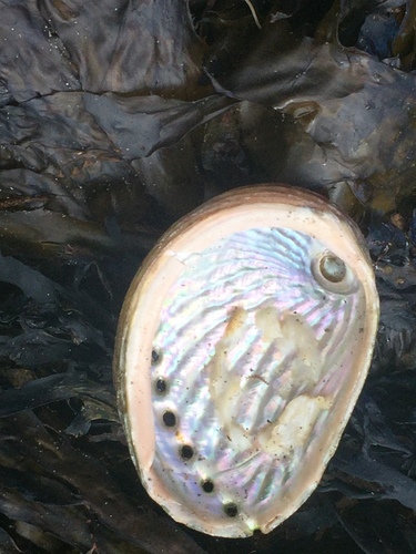 Haliotis australis