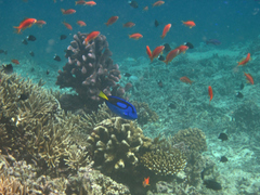 Paracanthurus hepatus