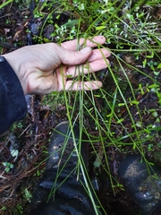 Carmichaelia odorata