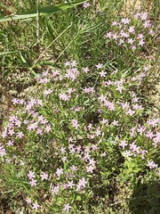 Zeltnera beyrichii