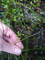 Carmichaelia odorata