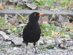 Turdus merula