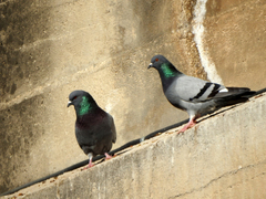 Columba livia
