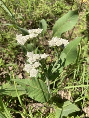 Parthenium hispidum