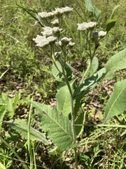 Parthenium hispidum