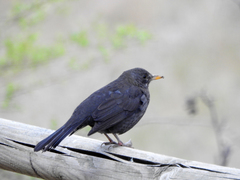 Turdus merula