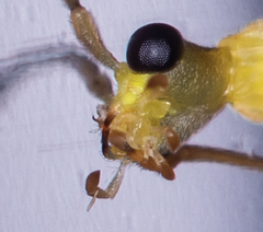Malthinus flaveolus
