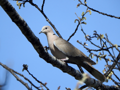 Streptopelia decaocto