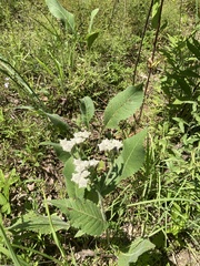 Parthenium hispidum