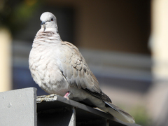 Streptopelia decaocto