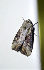 Lateroligia ophiogramma