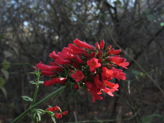 Russelia verticillata