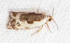 Ancylis nubeculana
