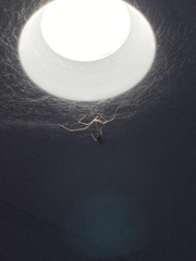 Araneae