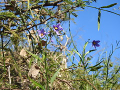 Solanum amygdalifolium