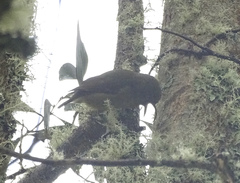 Hemignathus wilsoni