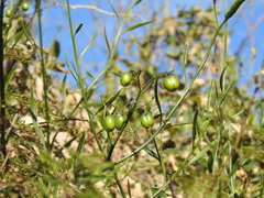 Solanum amygdalifolium