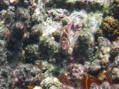 Cirrhitichthys falco